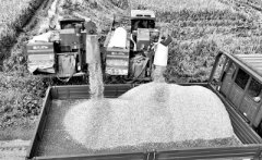 聪慧正正在那里等待